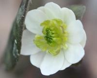 White flowers with green petaloid stamens